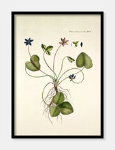 Indlæs billede til gallerivisning Blå anemone
