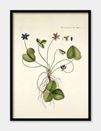 Blå anemone