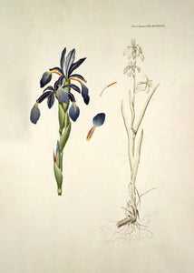 blå iris