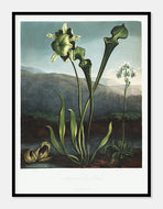 amerikanske vandplanter  |  ROBERT THORNTON - decoARTE