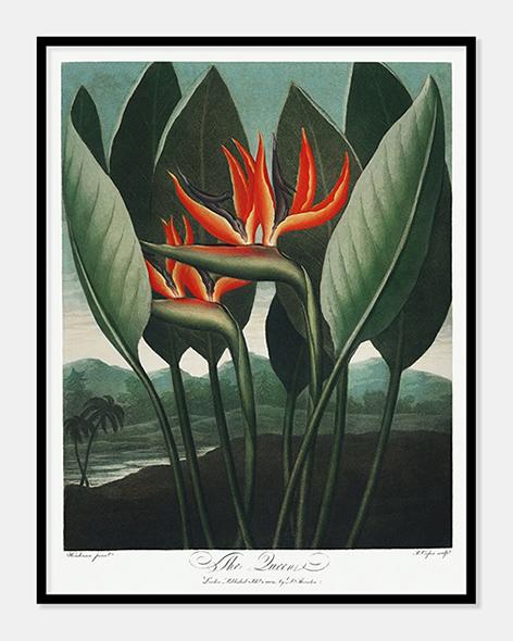 dronningeplante  |  ROBERT THORNTON - decoARTE