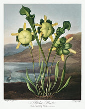 Indlæs billede til gallerivisning kødædende plante  |  ROBERT THORNTON - decoARTE
