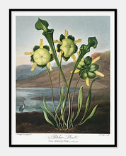 Indlæs billede til gallerivisning kødædende plante  |  ROBERT THORNTON - decoARTE
