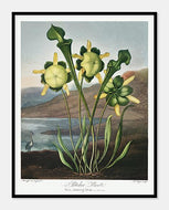 kødædende plante  |  ROBERT THORNTON - decoARTE