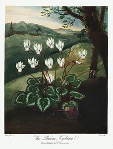 alpeviol  |  ROBERT THORNTON - decoARTE