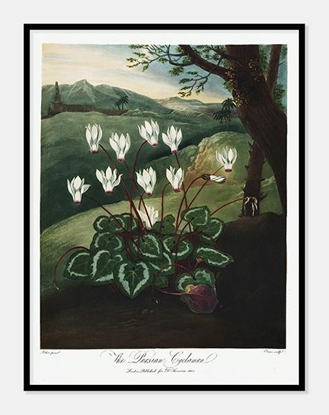 alpeviol  |  ROBERT THORNTON - decoARTE