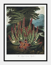 Indlæs billede til gallerivisning stapelia  |  ROBERT THORNTON - decoARTE
