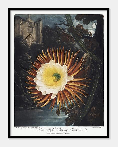 cereus  |  ROBERT THORNTON - decoARTE