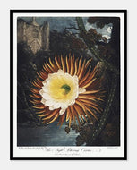 cereus  |  ROBERT THORNTON - decoARTE