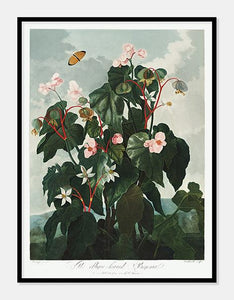 begonie  |  ROBERT THORNTON - decoARTE