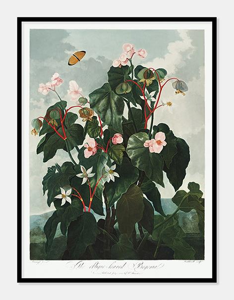 begonie  |  ROBERT THORNTON - decoARTE