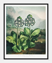 Indlæs billede til gallerivisning auriculas  |  ROBERT THORNTON - decoARTE
