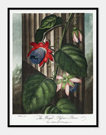passionsblomst  |  ROBERT THORNTON - decoARTE