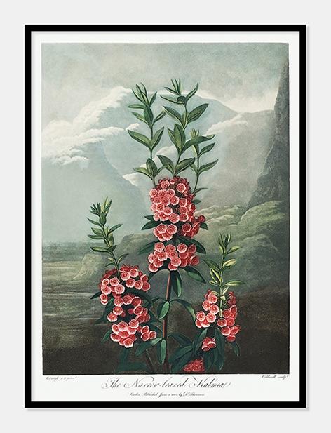 smalbladet kalmia  |  ROBERT THORNTON - decoARTE