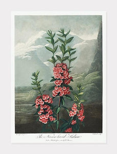 smalbladet kalmia  |  ROBERT THORNTON - decoARTE