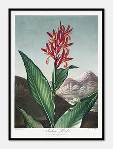 indisk siv  |  ROBERT THORNTON - decoARTE