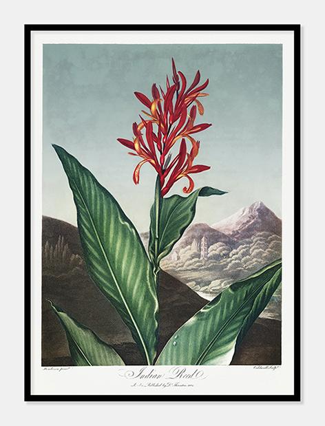 indisk siv  |  ROBERT THORNTON - decoARTE