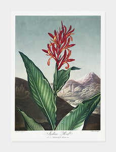 indisk siv  |  ROBERT THORNTON - decoARTE