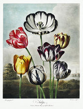 Indlæs billede til gallerivisning tulipaner  |  ROBERT THORNTON - decoARTE
