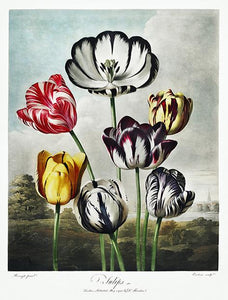 tulipaner  |  ROBERT THORNTON - decoARTE