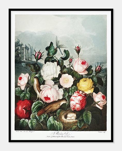 roser  |  ROBERT THORNTON - decoARTE