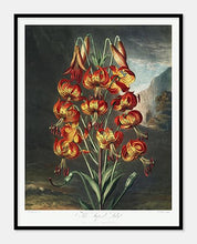 Indlæs billede til gallerivisning lilje  |  ROBERT THORNTON - decoARTE
