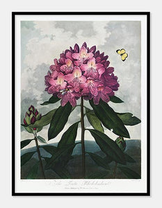 rhododendron  |  ROBERT THORNTON - decoARTE