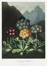 Indlæs billede til gallerivisning auriculas  |  ROBERT THORNTON - decoARTE
