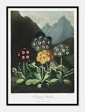 Indlæs billede til gallerivisning auriculas  |  ROBERT THORNTON - decoARTE
