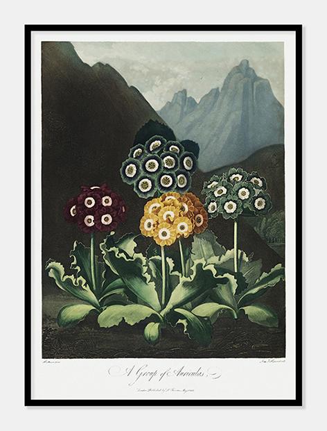 auriculas  |  ROBERT THORNTON - decoARTE