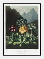auriculas  |  ROBERT THORNTON - decoARTE