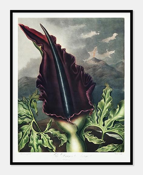 drage arum  |  ROBERT THORNTON - decoARTE
