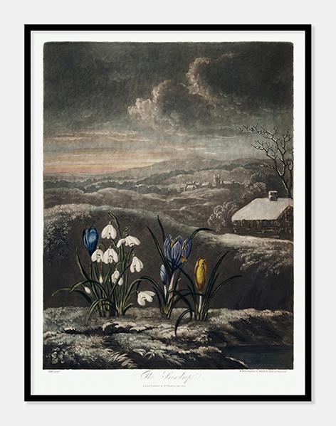 vintergækker  |  ROBERT THORNTON - decoARTE