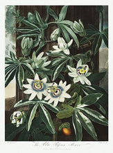 Indlæs billede til gallerivisning passionsblomst  |  ROBERT THORNTON - decoARTE
