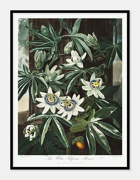 passionsblomst  |  ROBERT THORNTON - decoARTE