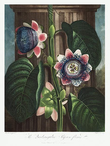 kvadratisk passionsblomst  |  ROBERT THORNTON - decoARTE