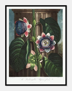 kvadratisk passionsblomst  |  ROBERT THORNTON - decoARTE