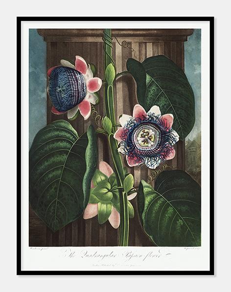 kvadratisk passionsblomst  |  ROBERT THORNTON - decoARTE