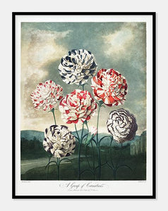 nelliker  |  ROBERT THORNTON - decoARTE