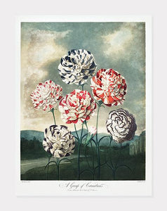 nelliker  |  ROBERT THORNTON - decoARTE