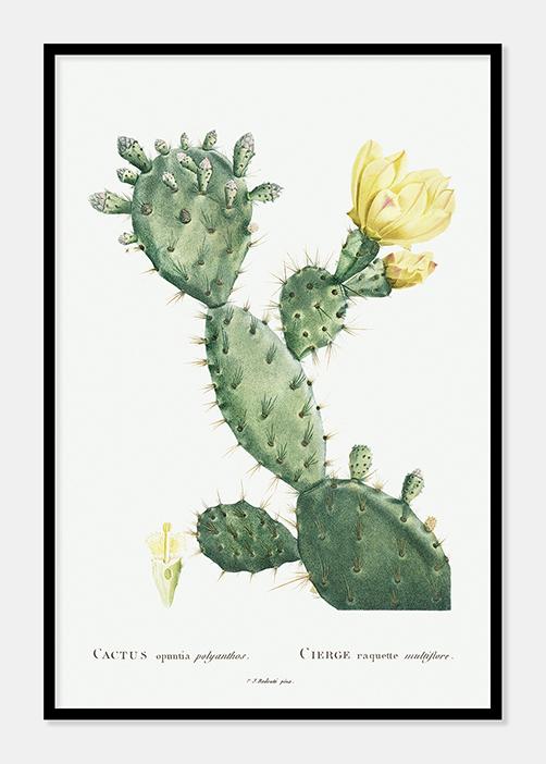 kaktus  |  PIERRE-JOSEPH REDOUTÉ - decoARTE