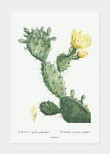 Indlæs billede til gallerivisning kaktus  |  PIERRE-JOSEPH REDOUTÉ - decoARTE
