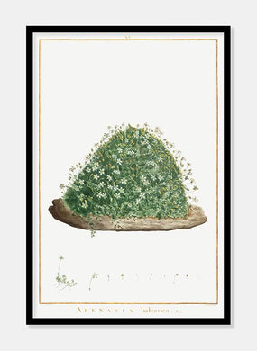 sandsten  |  PIERRE-JOSEPH REDOUTÉ - decoARTE