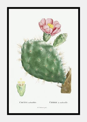 kaktus med blomst  |  PIERRE-JOSEPH REDOUTÉ - decoARTE