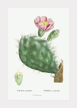 Indlæs billede til gallerivisning kaktus med blomst  |  PIERRE-JOSEPH REDOUTÉ - decoARTE
