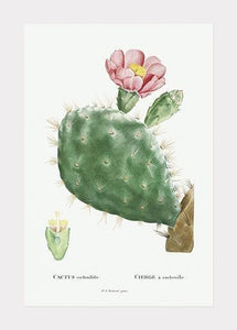 kaktus med blomst  |  PIERRE-JOSEPH REDOUTÉ - decoARTE