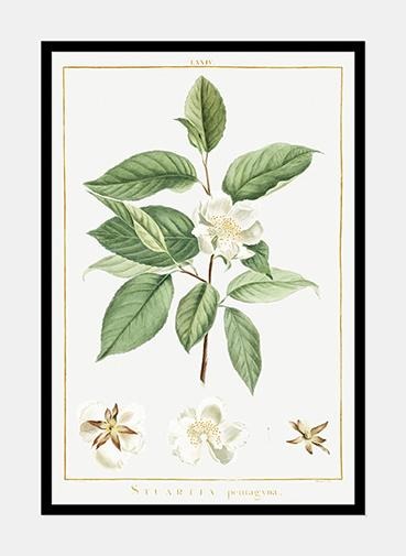 teplante  |  PIERRE-JOSEPH REDOUTÉ - decoARTE