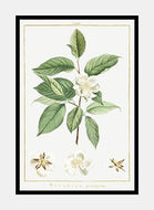 teplante  |  PIERRE-JOSEPH REDOUTÉ - decoARTE