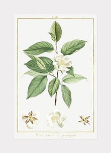 teplante  |  PIERRE-JOSEPH REDOUTÉ - decoARTE