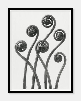 adiantum pedatu  |  KARL BLOSSFELDT - decoARTE